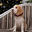 Beagle puppy (nuotrauka #3)