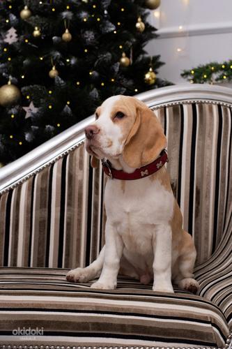 Beagle puppy (nuotrauka #3)