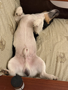 Jack Russell isane koer (2 foto / 4)