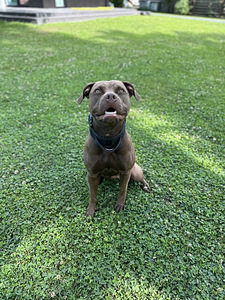 Ära anda Ameerika Pitbull (USA tõupaberitega) (1 foto / 2)