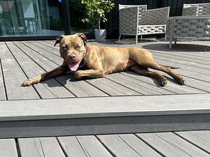 Ära anda Ameerika Pitbull (USA tõupaberitega) (2 foto / 2)