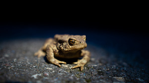Sigma 16mm f1.4 DC DN Sony E-mount (6 foto / 6)
