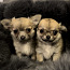Chihuahua kutsikas: tüdruk ja poiss (foto #2)