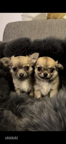 Chihuahua kutsikas: tüdruk ja poiss (foto #2)