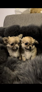 Chihuahua kutsikas: tüdruk ja poiss
