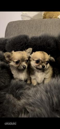 Chihuahua kutsikas: tüdruk ja poiss (foto #1)