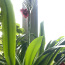 Niiluse liilia lill (foto #4)