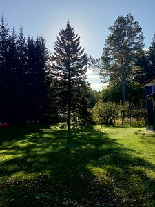 Uusaasta kuusk (1 foto / 4)