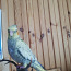 Papagoi Nümf kakaduu (foto #2)