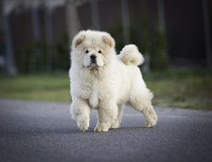 Chow chow (2 foto no 7)