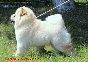 Helle Sahnefarbe des Chow-Chow-Welpen (2 Foto aus 3)