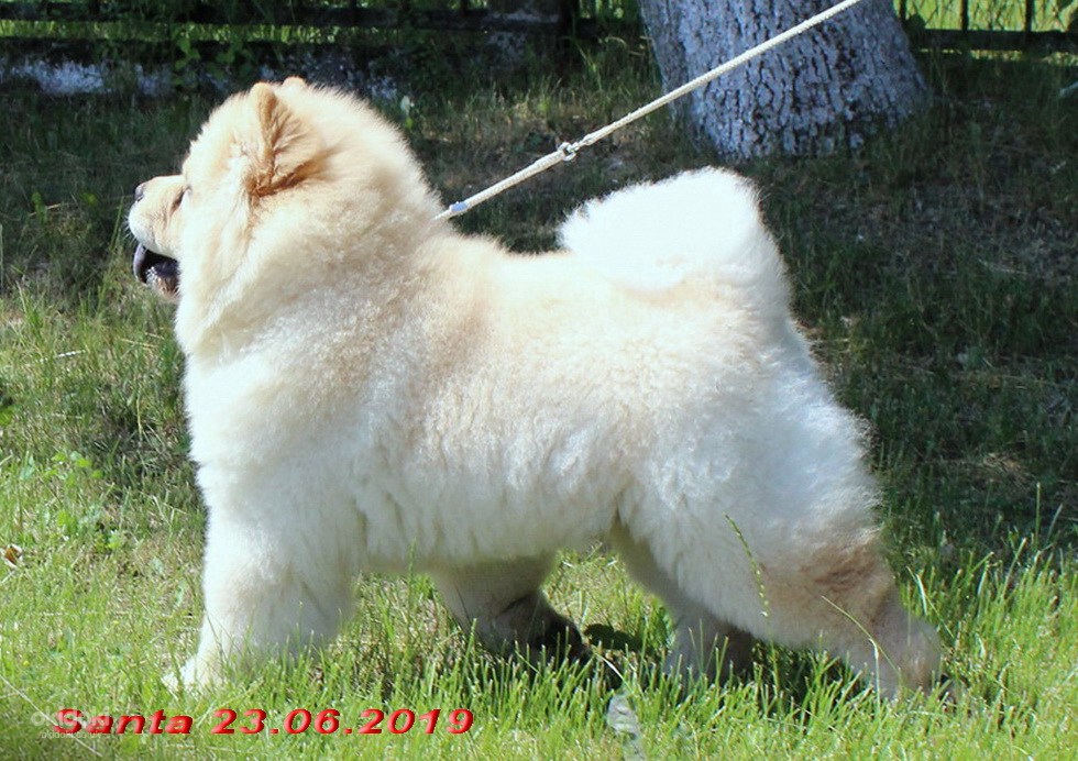 Chow chow puppy light cream color (photo #3)