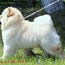 Chow chow puppy light cream color (photo #3)