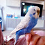 Papagoid (foto #1)