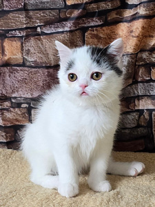 Scottish straight pennut (4 valokuva sivusta 7)