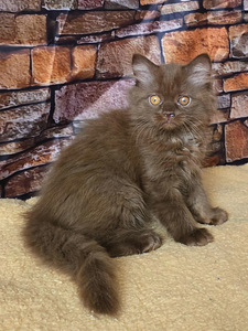 Scottish Straght tyttö (1 valokuva sivusta 6)