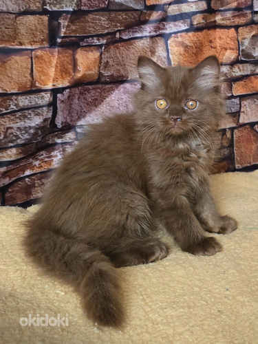 Scottish Straght tyttö