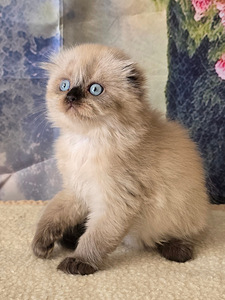 Scottish fold kissan pennut (10 valokuva sivusta 10)