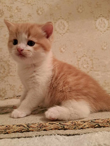 Котята Scottish Straight (Шотландская прямоухая) (2 фото из 9)