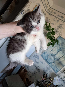 Котята без родословной Scottish Straight (2 фото из 10)