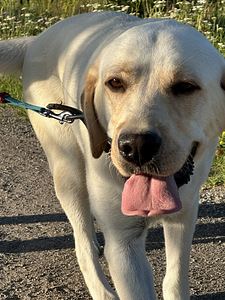 Labradori tüdruk (2 foto / 3)
