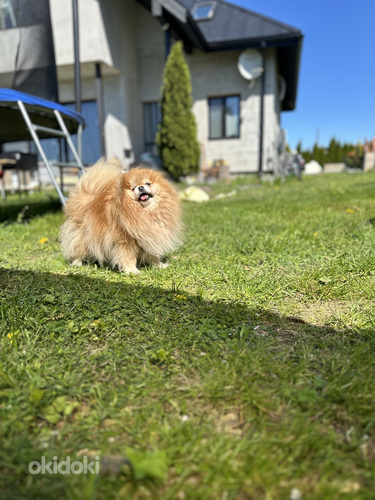 Pomeranian (foto #5)