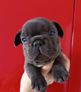 Prantsuse buldog (4 foto / 9)