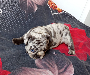 Prantsuse buldog (9 foto / 9)