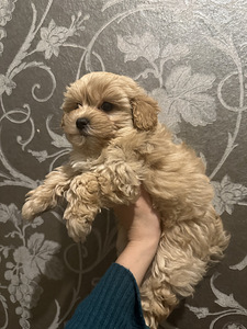 Maltipoo poiss (1 foto / 8)