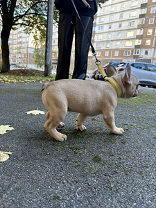Prantsuse buldogi isased (2 foto / 3)