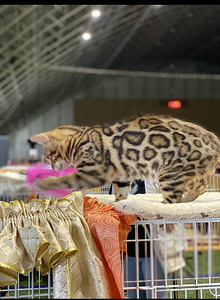 Bengal paaritamiseks (3 foto / 4)