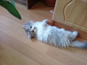 Британский длинношерстный малыш (2 foto / 5)