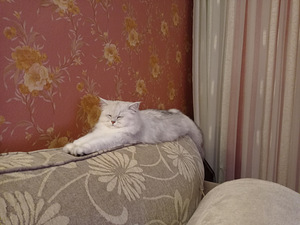 Briti pikakarvaline kass (1 foto / 3)