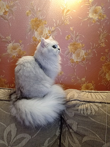 Briti pikakarvaline kass (2 foto / 3)