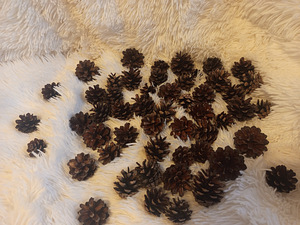 Сосновые шишки (3 фото из 3)