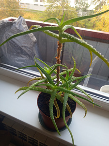 Aaloe puu - aloe vera (1 foto / 3)