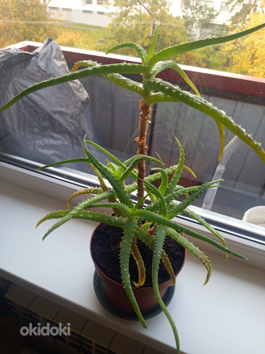 Aaloe puu - aloe vera
