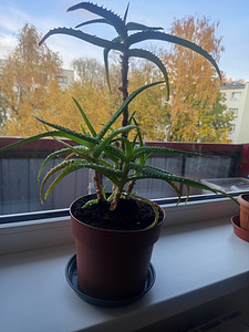Aaloe puu - aloe vera (2 foto / 3)