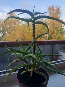 Aaloe puu - aloe vera (3 foto / 3)