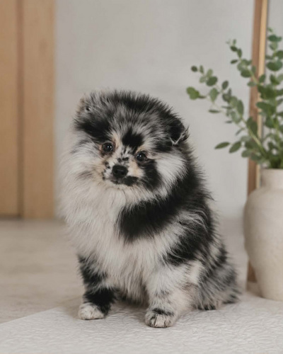 Померанский шпиц