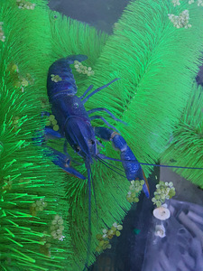 Cherax quadricarinatus (1 foto / 1)