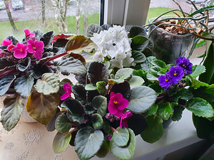 Kannike (2 foto / 2)