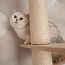 Британский короткошерстный кот, самец (фото #3)