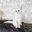 Британский короткошерстный котенок (фото #3)