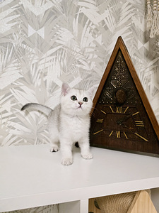 Британские короткошёрстные котята, мальчик и девочка (4 фото из 10)