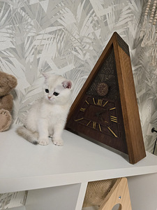 Британские короткошёрстные котята, мальчик и девочка (7 фото из 10)