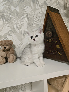 Британские короткошёрстные котята, мальчик и девочка (8 фото из 10)