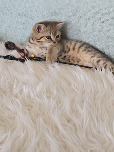 Британский короткошерстный котёнок мальчик (2 фото из 10)