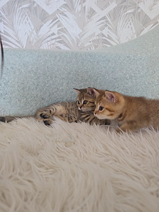 Британский короткошерстный котёнок мальчик (1 фото из 10)