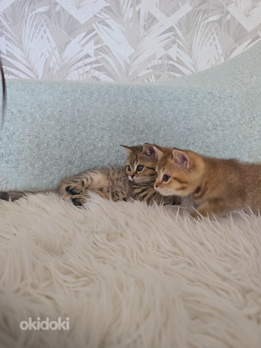 Британский короткошерстный котёнок мальчик